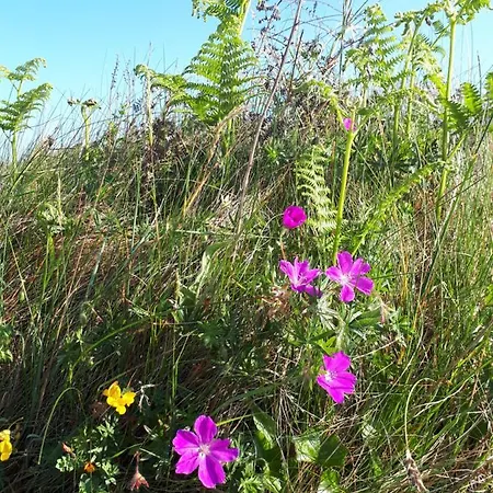 Panzió The Creggs 3*