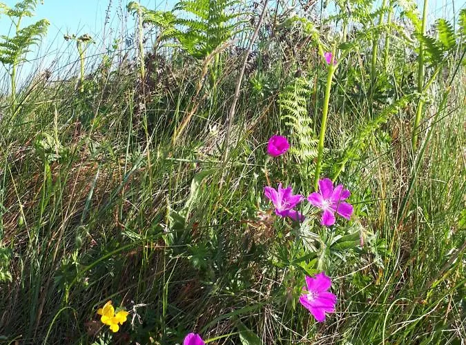 Oda ve Kahvaltı The Creggs 3*